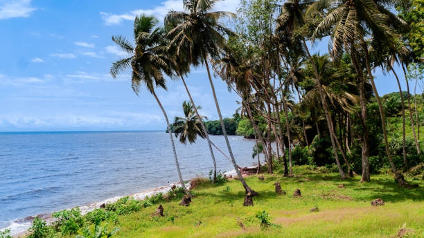 A green tropical paradise on the Atlantic coast in Equatorial Guinea. Tall coconut palms grow on a slope that descends to a sandy beach. The water in the ocean is deep blue and the bright blue sky is decorated with white clouds. An ideal place to relax and enjoy the beauty of African nature.